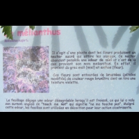 Melianthus, Melianthus major (texte)
